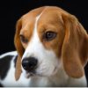 flat750x075f pad750x750f8f8f8 7 - Beagle Merch